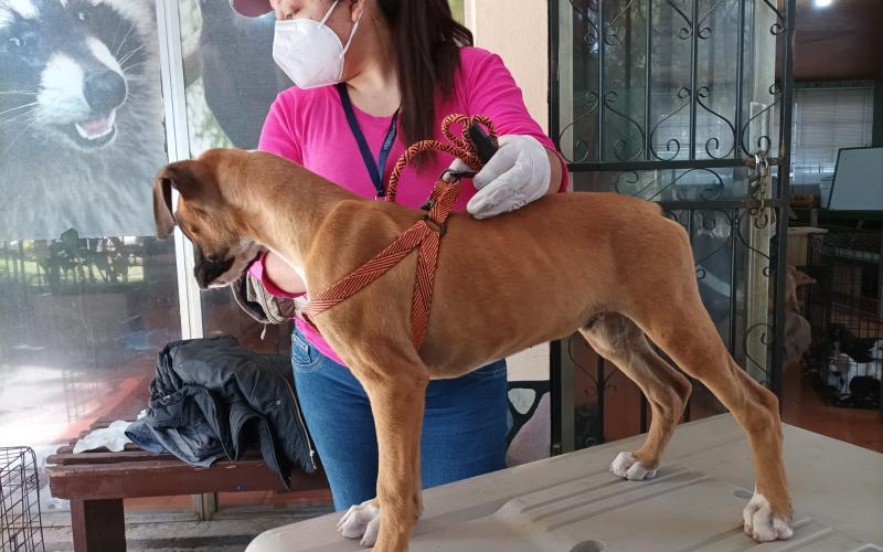 El MAGA rescata 31 animales en Quetzaltenango 