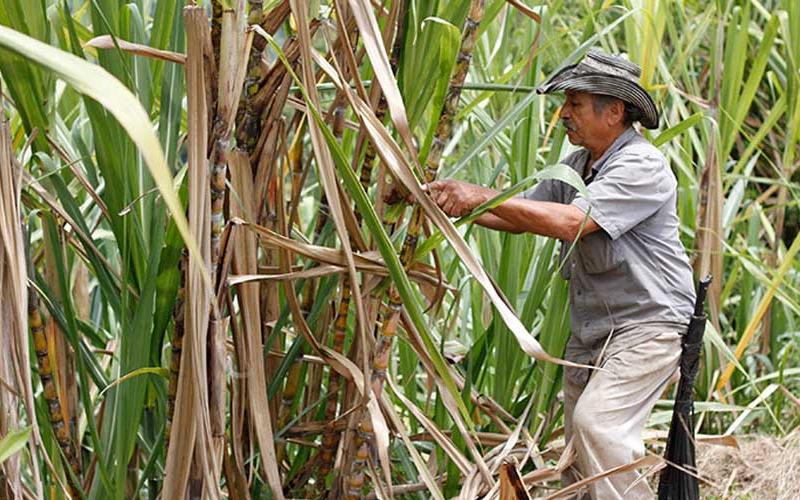 Guatemala es uno de los productores de azúcar más eficiente del mundo.