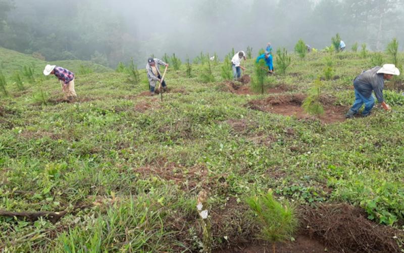 Los incentivos forestales en 2021 han generado 6,384,388 jornales laborales