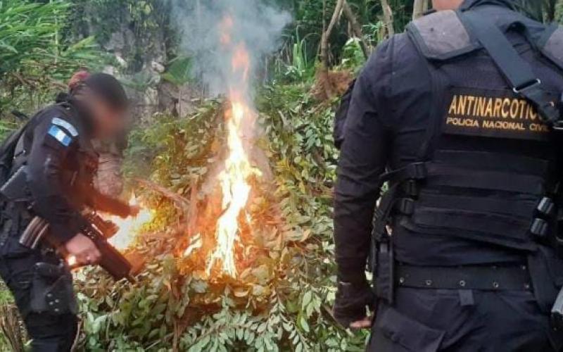 PNC erradica más de 270 mil arbustos de Hoja de Coca en Livingston, Izaba