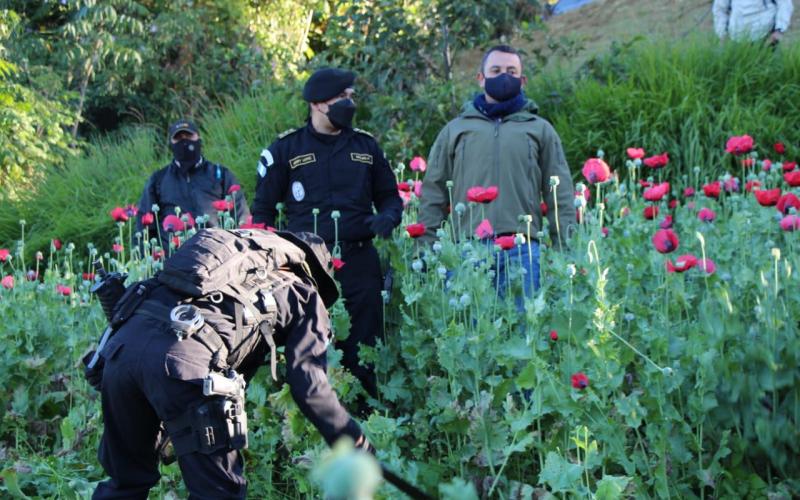 Quinto Viceministro supervisa erradicación de 7,100,496 matas de Amapola