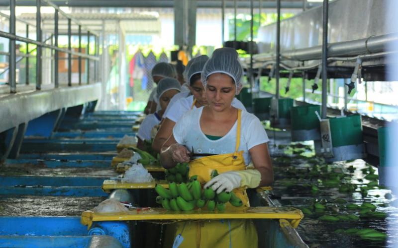 Unen esfuerzos para mejorar precios a los productores de banano