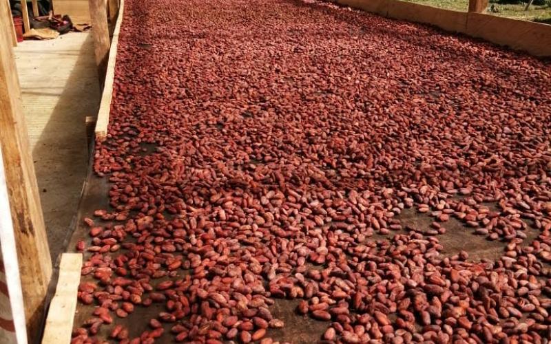 MAGA impulsa el cacao guatemalteco a nivel regional