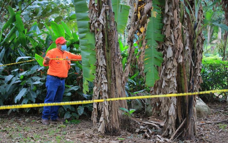 Guatemala realizará monitoreo satelital para prevenir hongo que afecta al banano y plátano