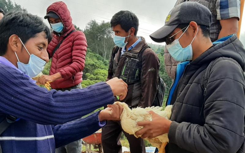 MAGA fortalece plan profiláctico para proteger a la avicultura familiar 