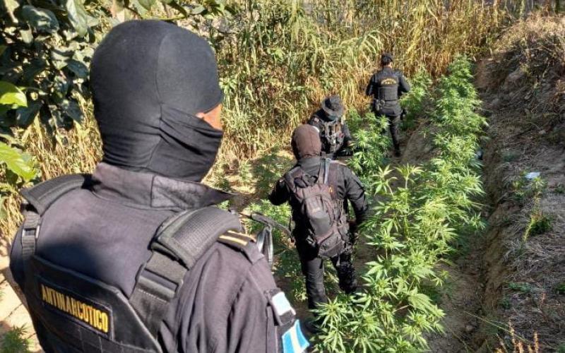 Erradican Marihuana en dos departamentos del país