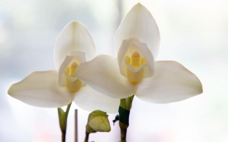 MARN promueve el resguardo del medio ambiente para preservar a la Monja Blanca