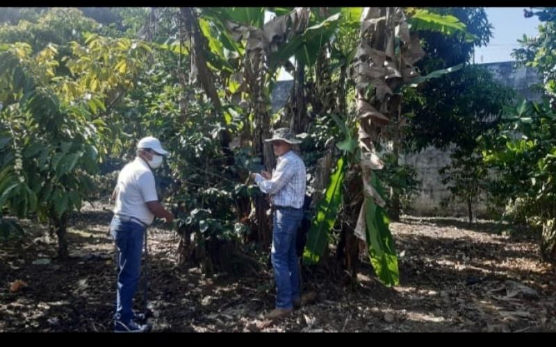 Ceniza expulsada por el volcán Santiaguito no  provocó daños a cultivos
