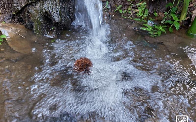 Día mundial del agua