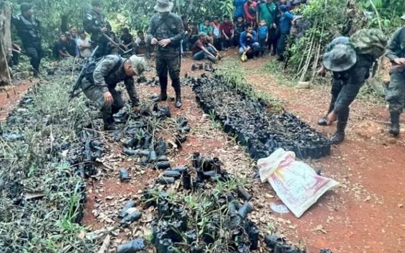 Localizan plantación de marihuana en el departamento de Alta Verapaz.
