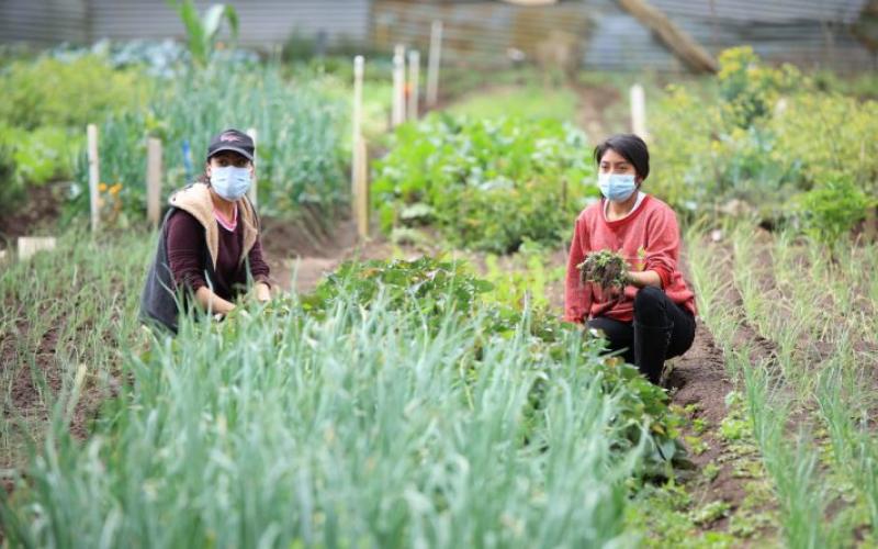 Secretaría de Seguridad Alimentaria y Nutricional 