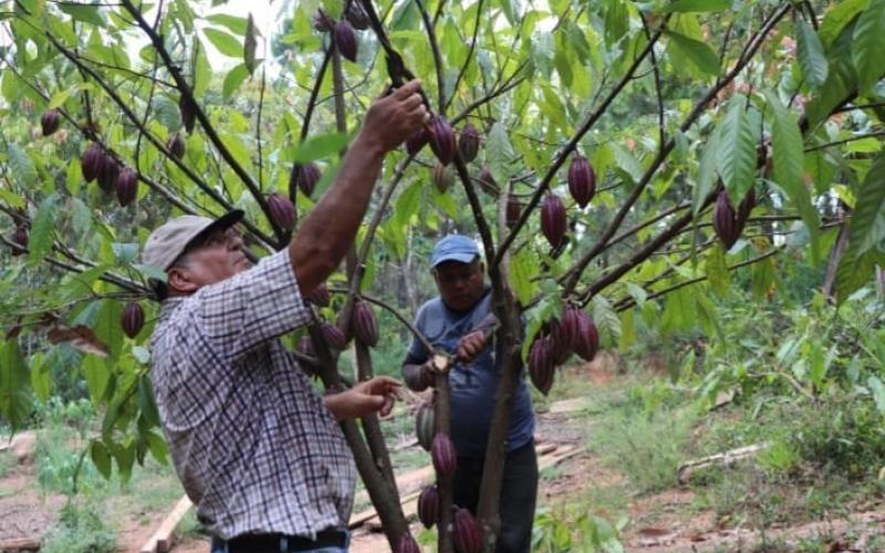 Productores de cacao mejoran su producción al recibir asistencia técnica del MAGA 
