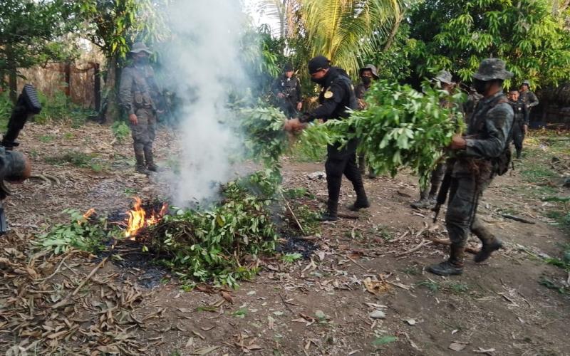 Ejército de Guatemala erradicó 3 mil 600 arbustos de coca en Sayaxché, Petén