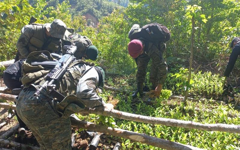 Ejército de Guatemala erradicó 56 mil 580 arbustos de coca en Río Hondo, Zacapa