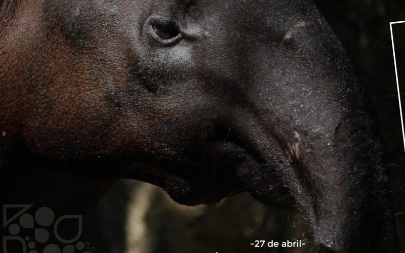 dispersor de semillas