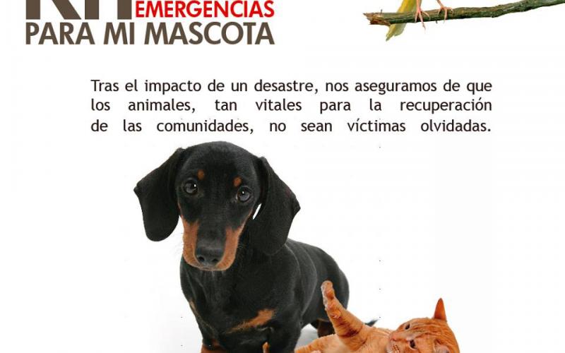 CONRED recomienda elaborar el Kit de Emergencias para Mascotas. 