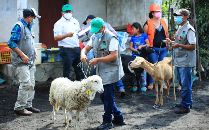 Guatemala realiza simulacro para resguardar animales ante desastres naturales