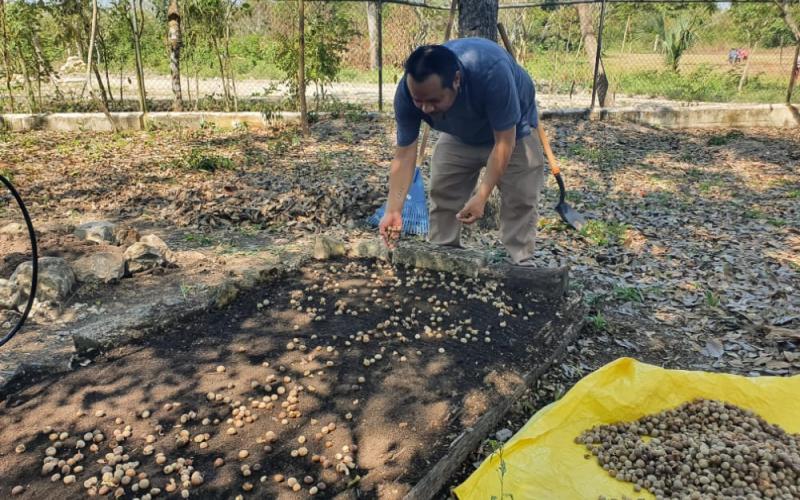Producción de semillas fomenta la reforestación en la cuenca del Lago Petén Itzá