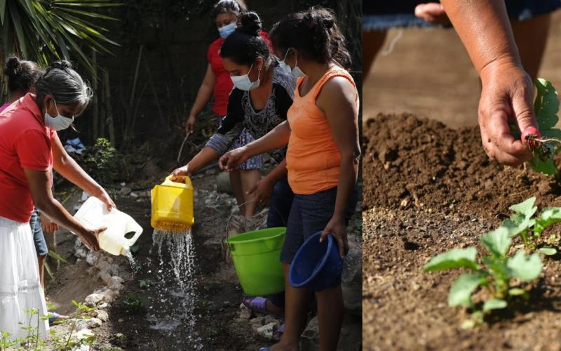 Secretaría de Seguridad Alimentaria y Nutricional 