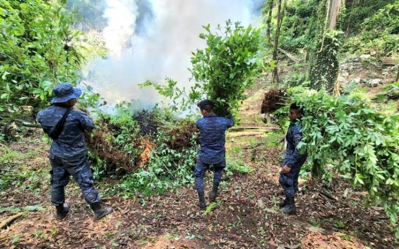 Ejército de Guatemala localizó plantaciones de hoja de coca en el departamento de Izabal.