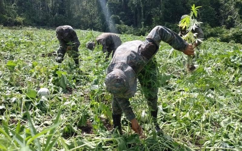 Erradicación de plantaciones de marihuana en Petén