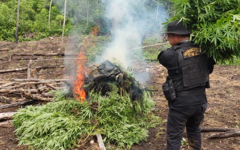 Destruyen plantaciones de marihuana en Petén
