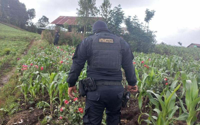 Estado de sitio en San Marcos deja 89 mil 797 matas de ilícitos erradicadas 