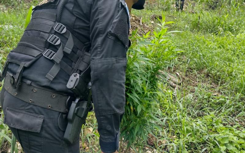 Erradican plantaciones ilícitas en Petén