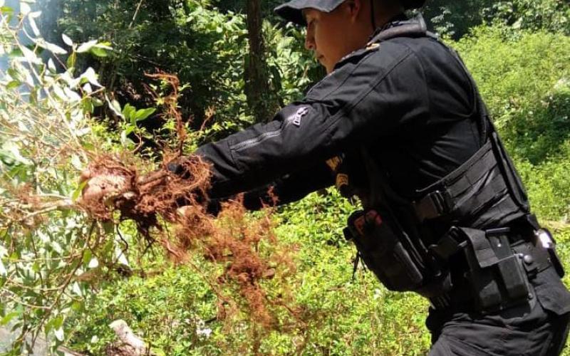 Erradican plantación de marihuana en Totonicapán