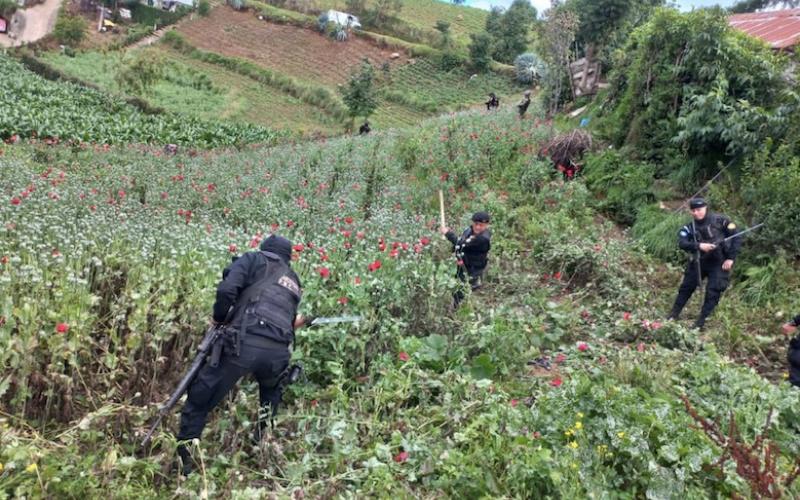 Erradican amapola entre Ixchiguán y Tajumulco, San Marcos