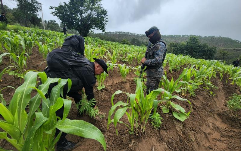 Ejército de Guatemala contribuye en la erradicación de arbustos de marihuana y matas de coca
