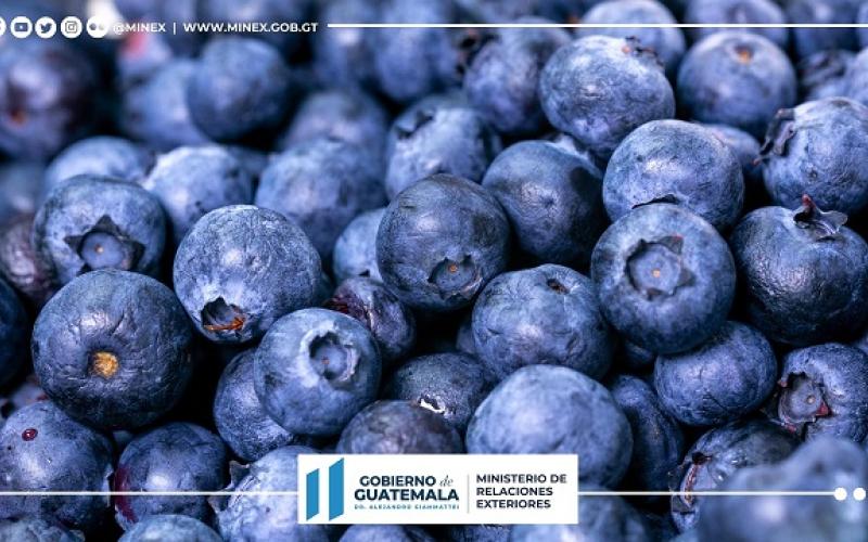 Acciones de Diplomacia Comercial permiten recuperar la exportación de arándanos guatemaltecos al mercado canadiense
