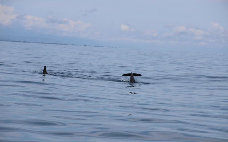 El Sistema Arrecifal Mesoamericano es el más grande transfronterizo del mundo.