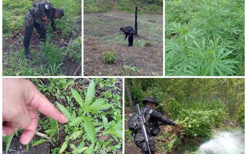 Destruyen plantaciones de marihuana en Petén