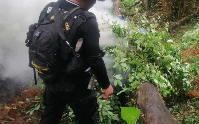 Erradican plantaciones de hoja de coca