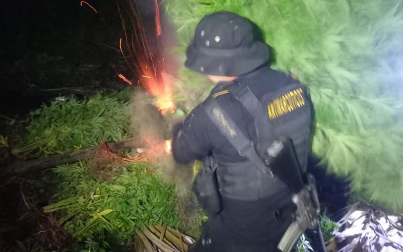 Destruyen plantaciones ilícitas en Petén