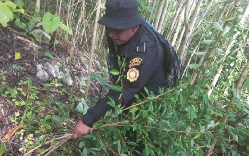Localizan arbustos de coca en Livingston, Izabal