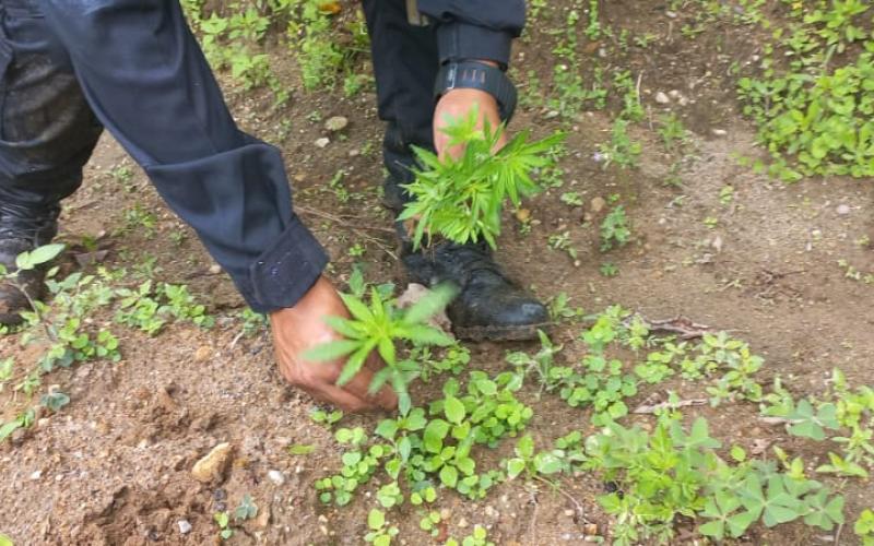 PNC erradica plantaciones de marihuana en Totonicapán