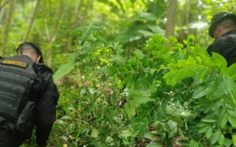 Erradican hoja de coca y  marihuana en distintos departamentos del país