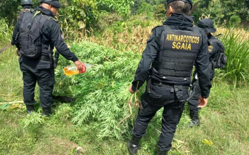 Erradican plantaciones de marihuana en San Marcos