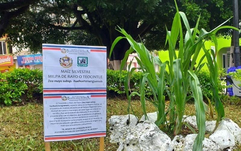 maíz silvestre
