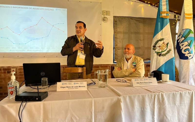 MAGA respalda competitividad del sector aguacatero