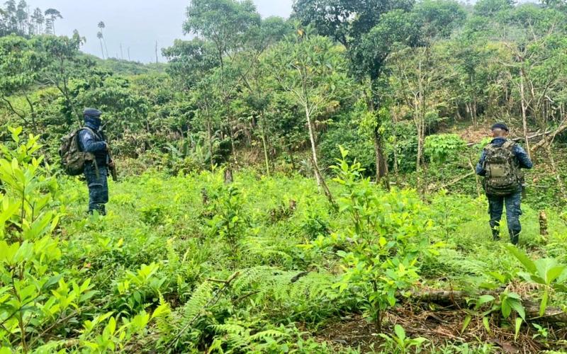 Ejército de Guatemala localiza plantaciones de hoja de coca en el departamento de Izabal.