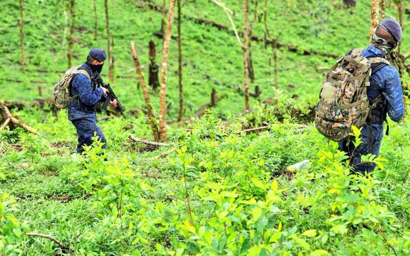 Ejército de Guatemala erradicó 341,251 arbustos de hoja de coca en Izabal y Alta Verapaz.