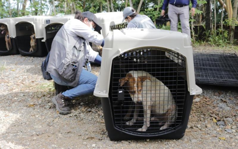 Decenas de perros rescatados en un refugio de Puerto Barrios
