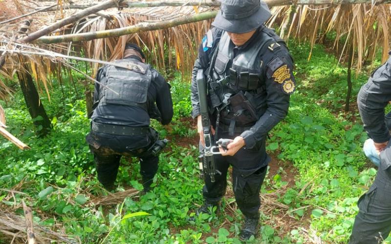 Erradican más de 100 mil arbustos de hoja de coca en El Estor, Izabal