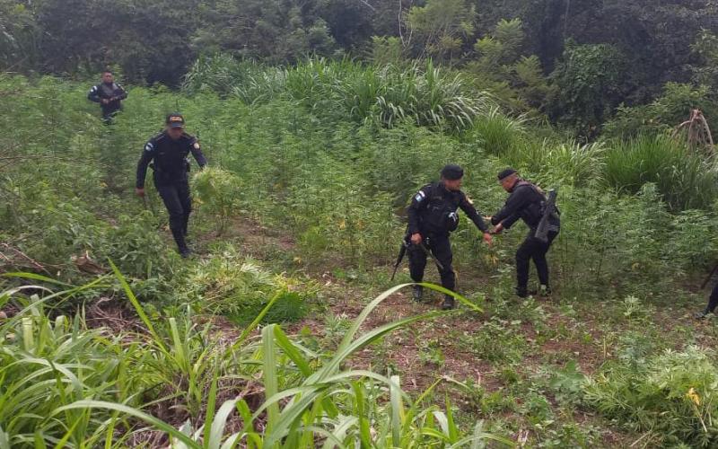 Remiten adolescente por femicidio y erradican cultivos ilícitos en San Marcos