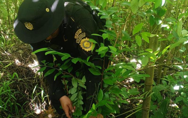 Erradican cultivos ilícitos valorados en más de Q100 mil