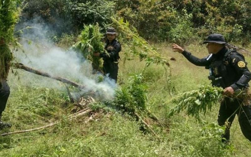 Erradican más de 44 mil matas de marihuana en Melchor de Mencos
