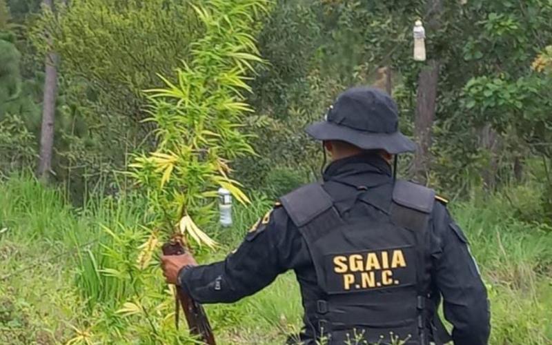 Erradican más de 70 mil matas de marihuana en Totonicapán 